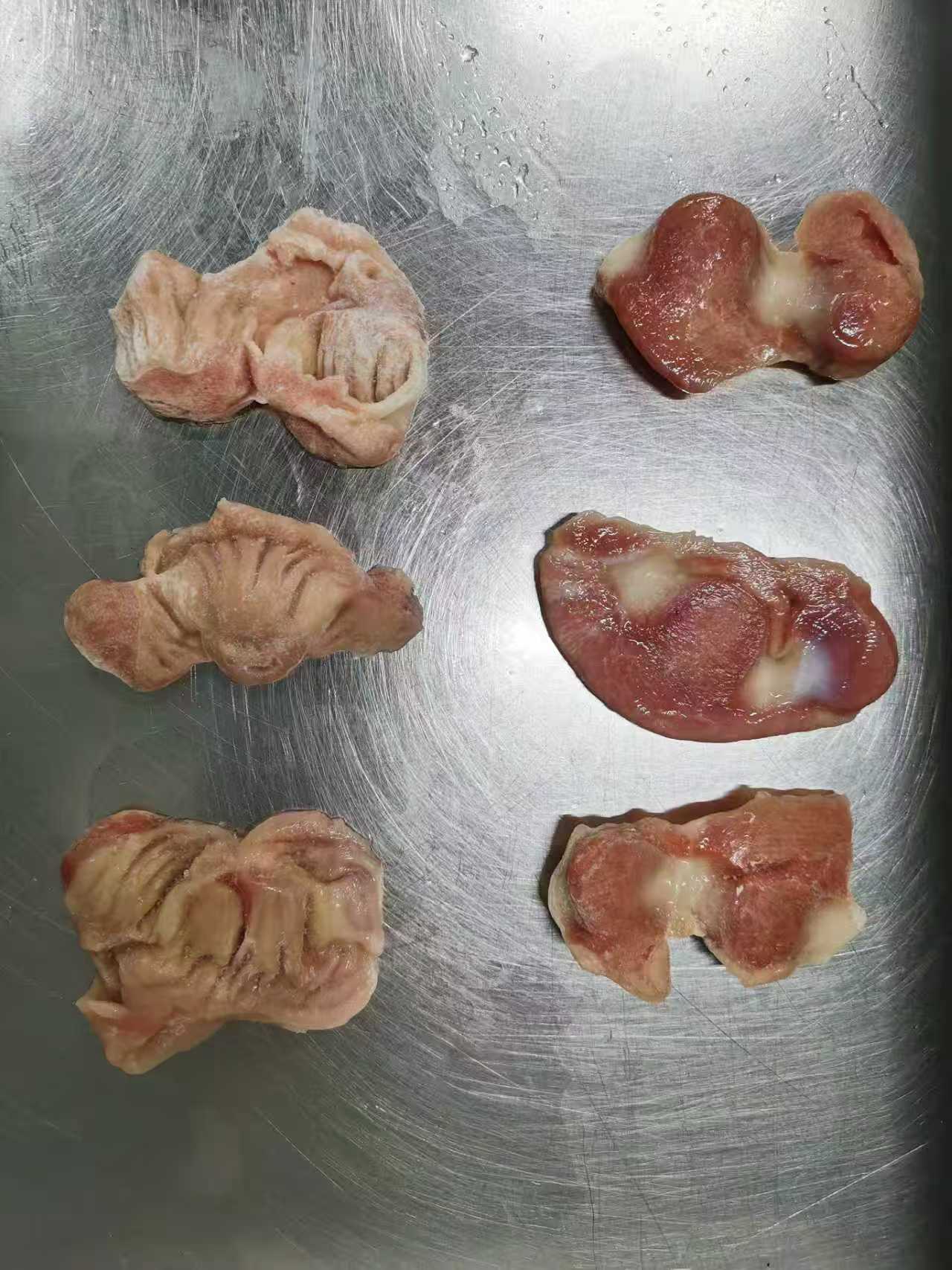 Frozen Chicken Gizzard